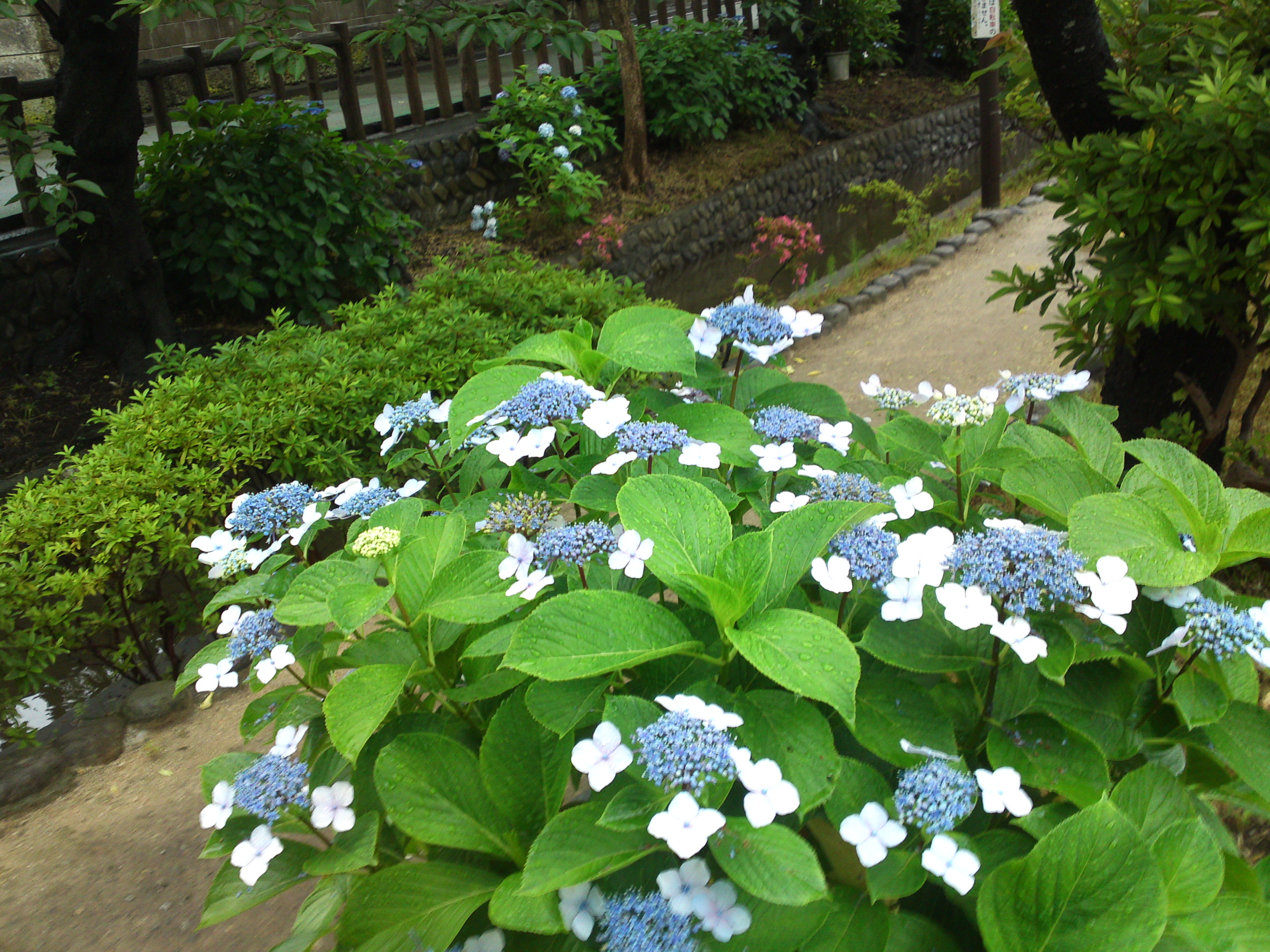 2020年夏古川親水公園に咲く紫陽花の花７７