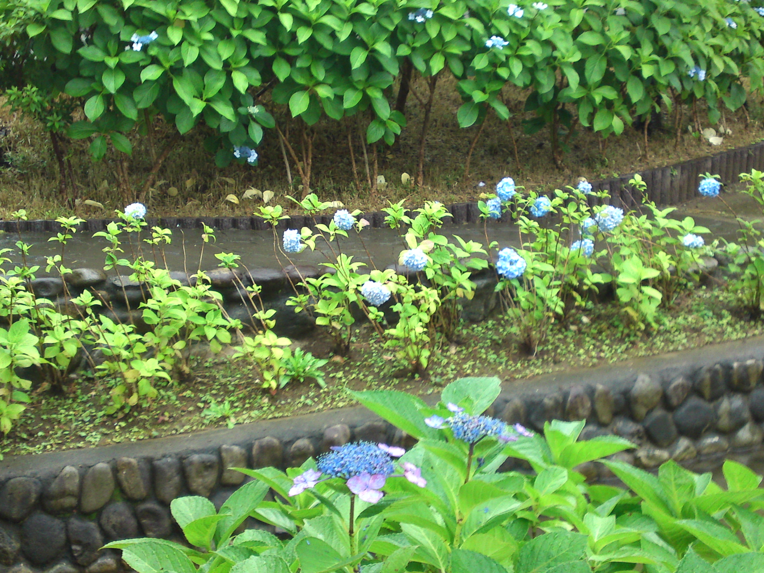 2020年夏古川親水公園に咲く紫陽花の花７８