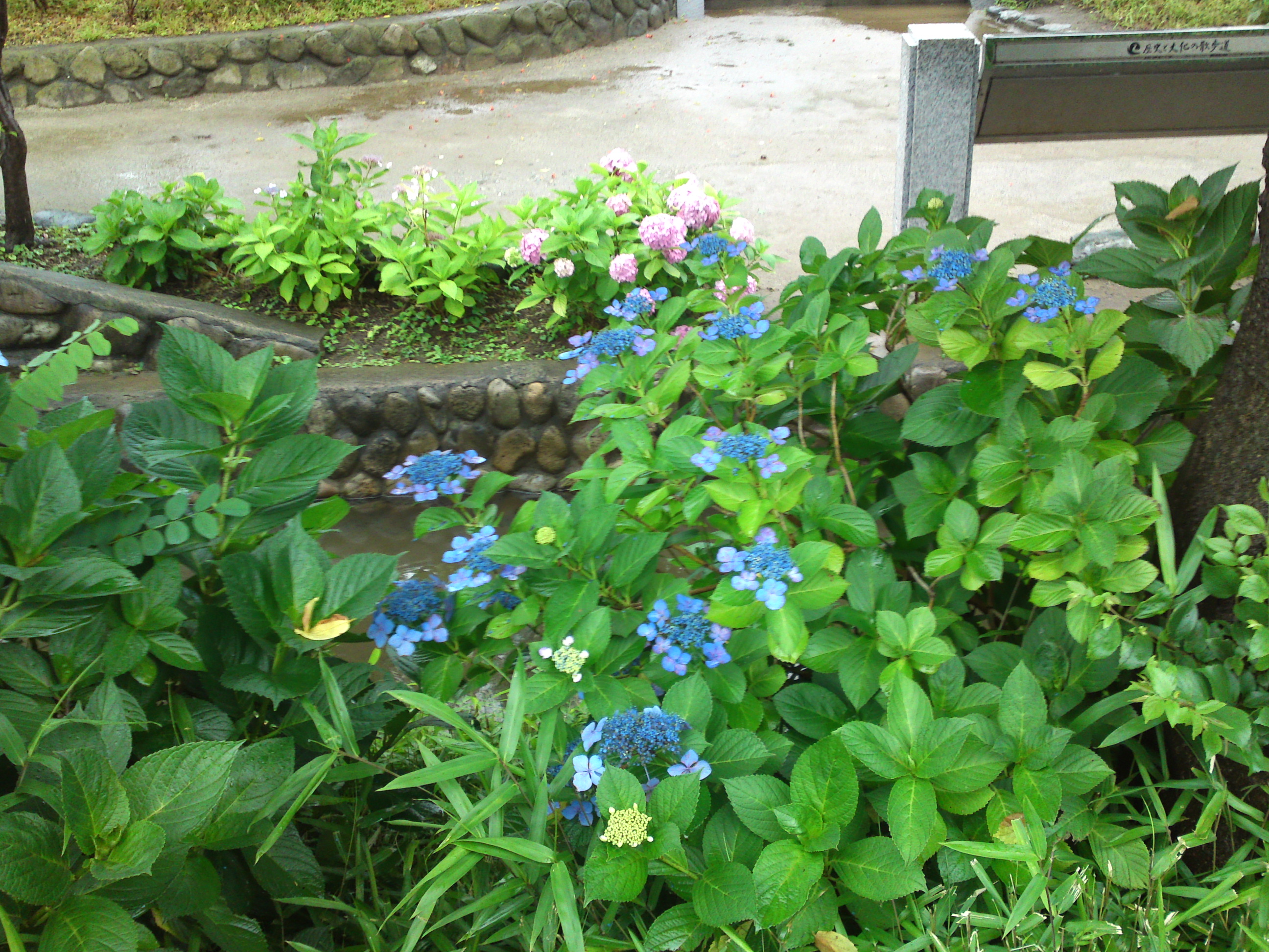 2020年夏古川親水公園に咲く紫陽花の花８０