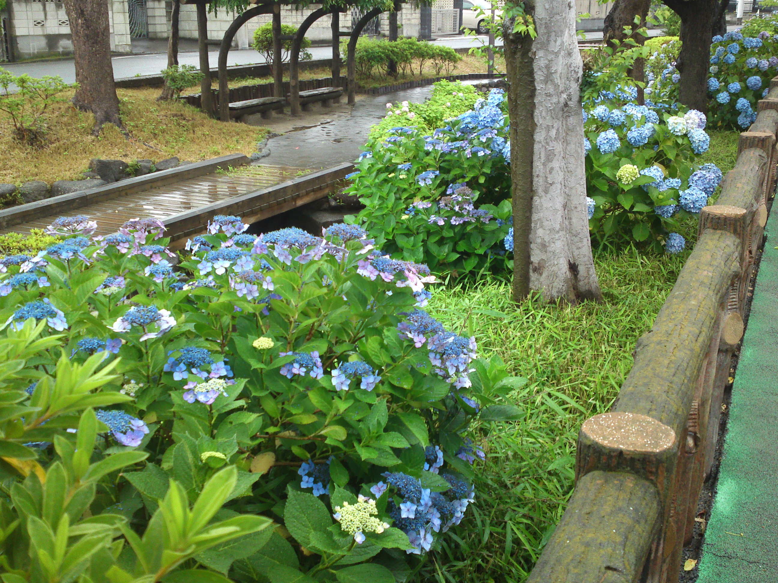 2020年夏古川親水公園に咲く紫陽花の花８２