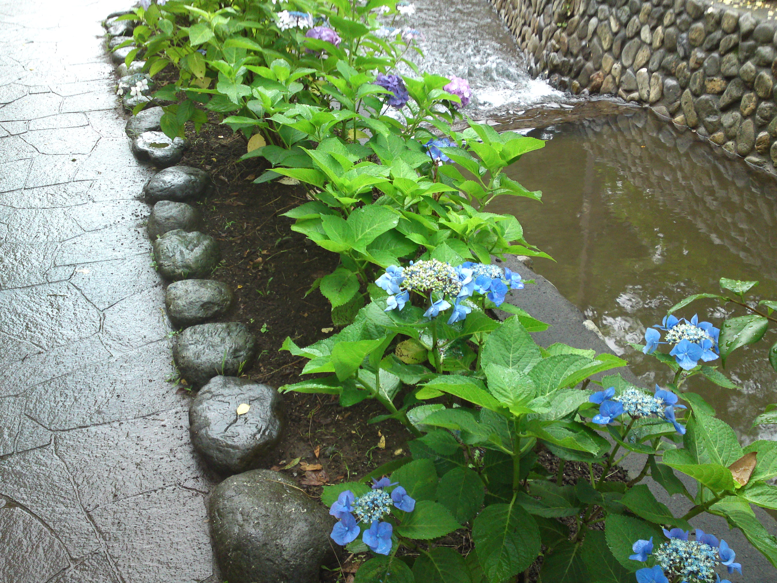 2020年夏古川親水公園に咲く紫陽花の花８７