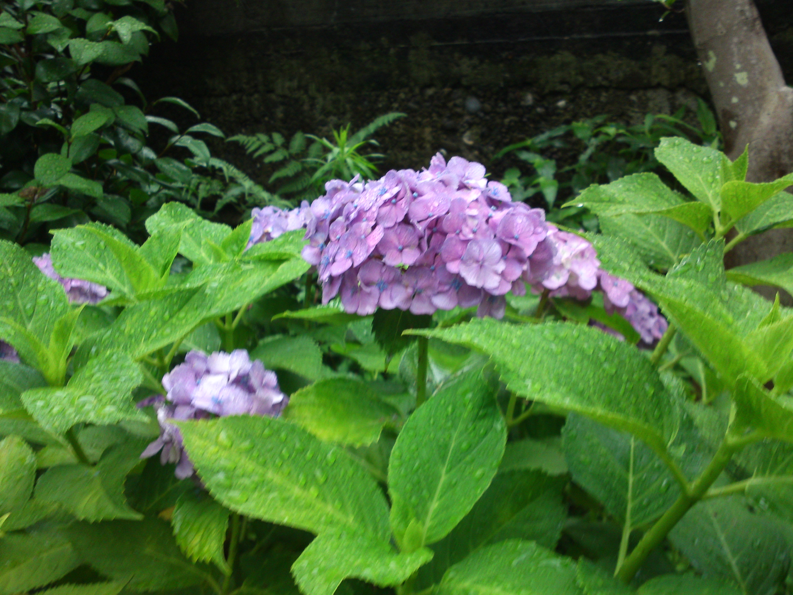 2020年夏古川親水公園に咲く紫陽花の花８８