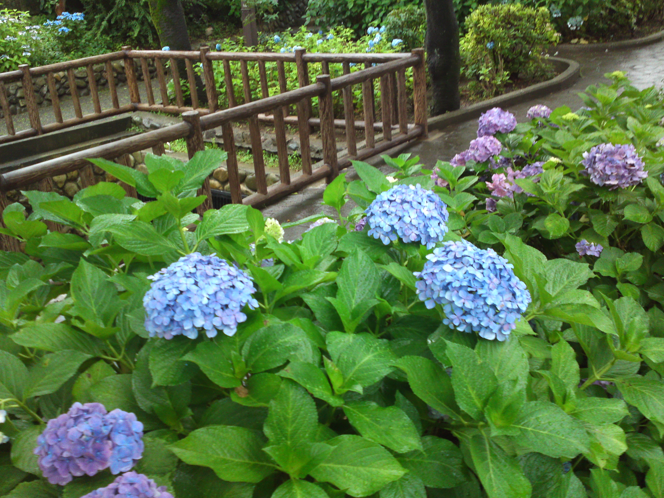 2020年夏古川親水公園に咲く紫陽花の花８９