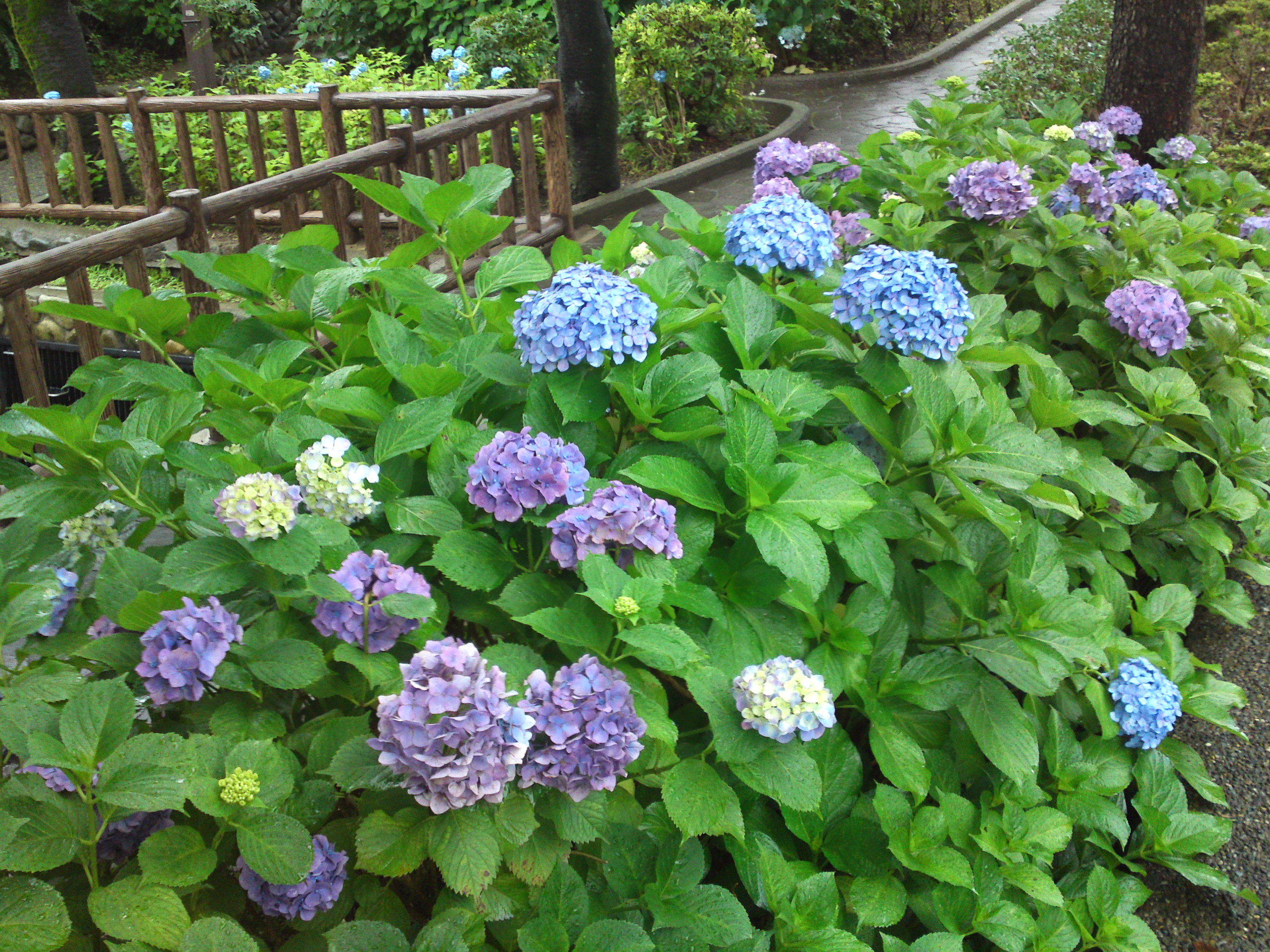 2020年夏古川親水公園に咲く紫陽花の花９０