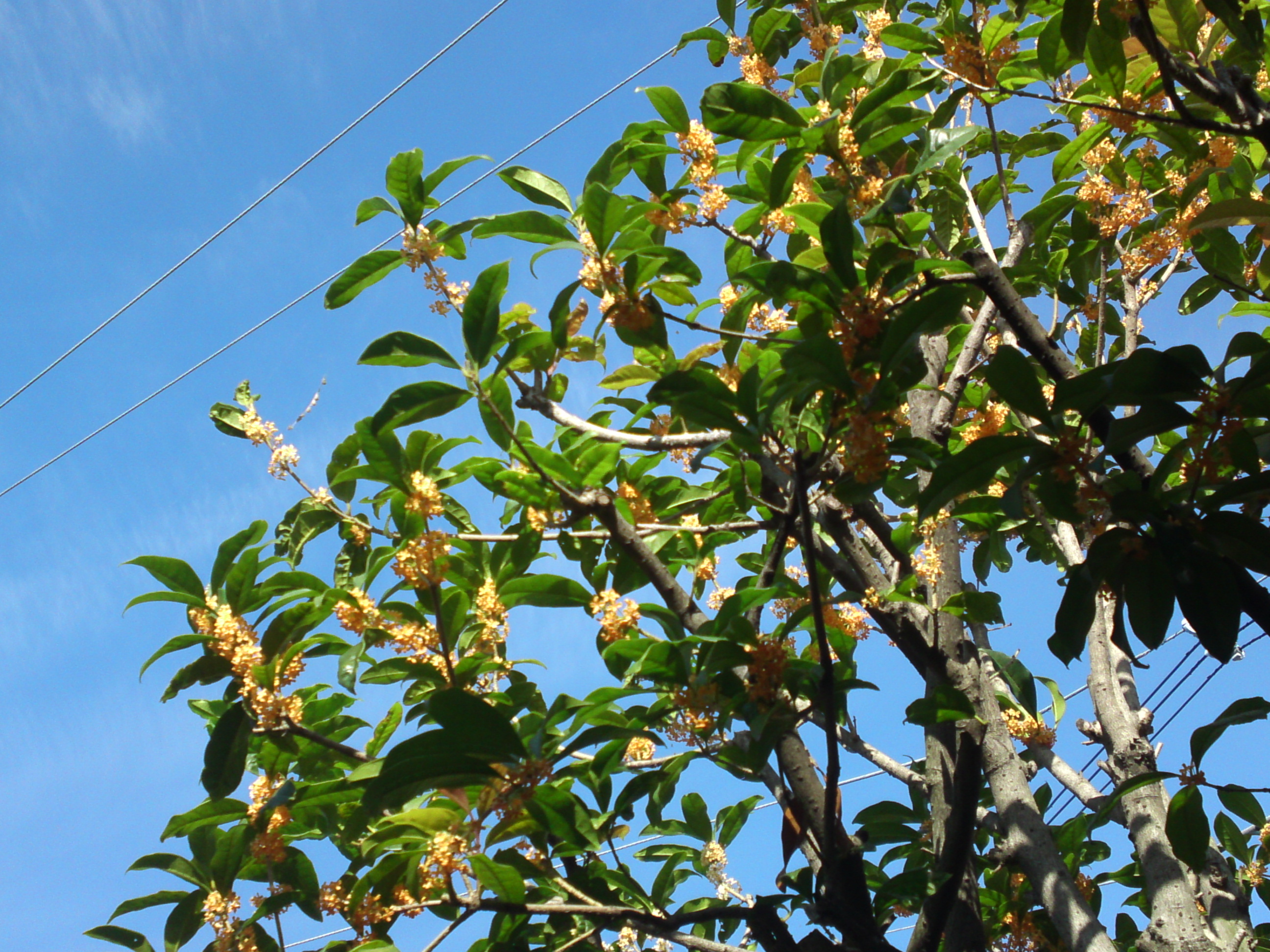 2020年古川親水公園に咲くキンモクセイの花１