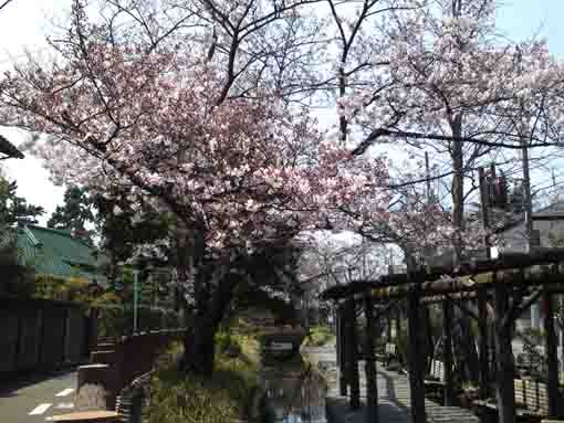 藤棚と桜並木