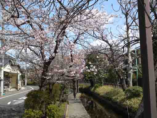 古川親水公園沿いの桜並木