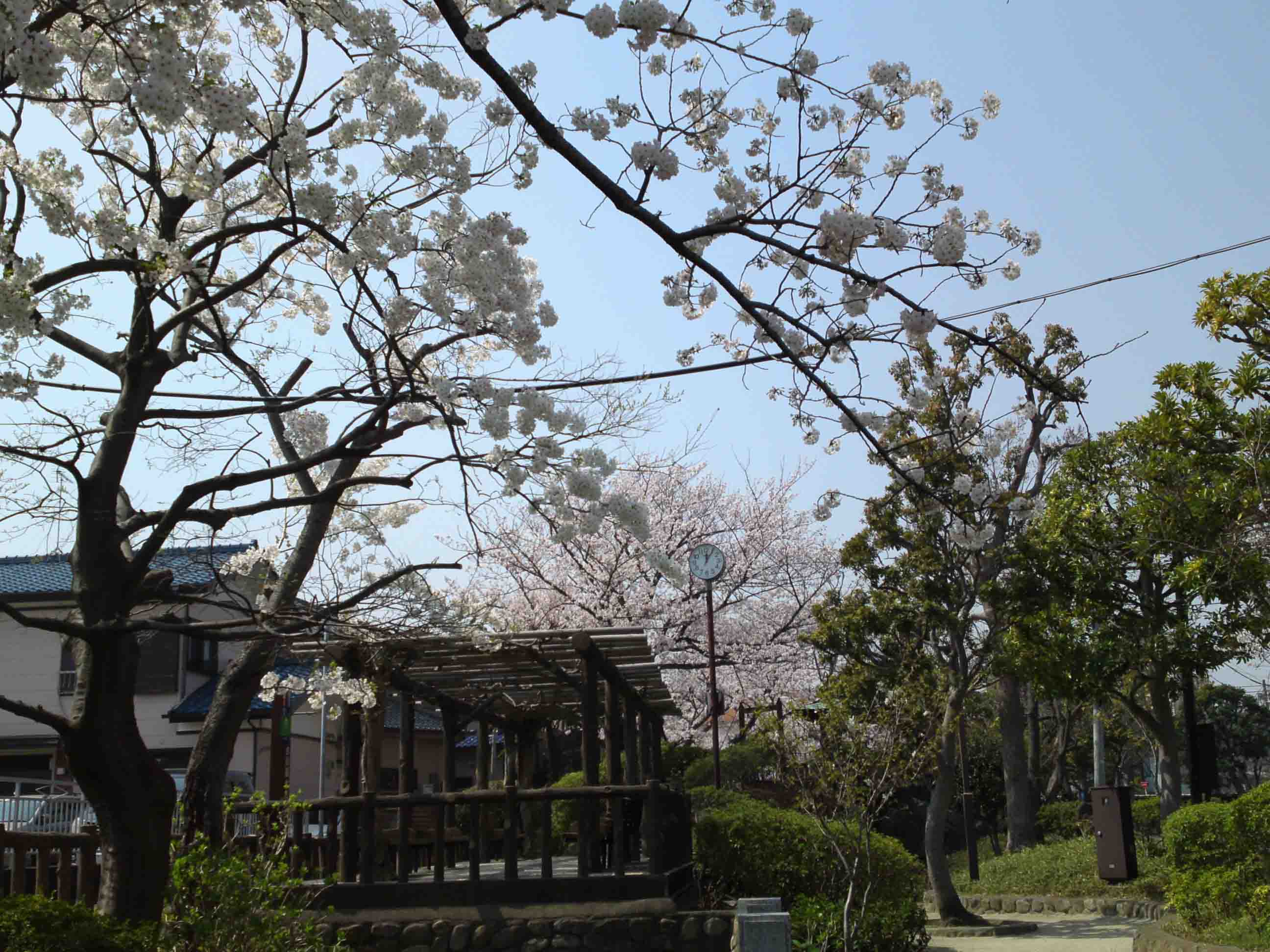 cherry blossoms and a wooden arbor