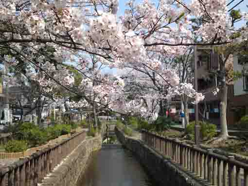 満開の桜と古川の細流