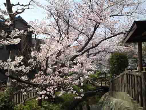 川辺の桜並木