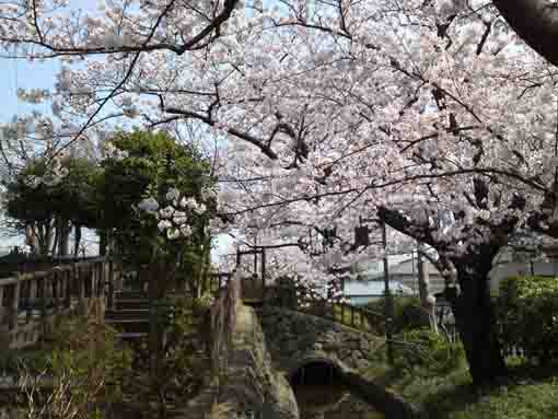 full of cherry blossmons on the river