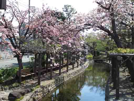 a wisteria trellis and cherry blossoms