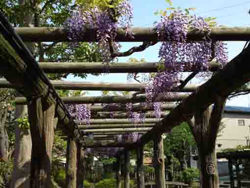 古川親水公園の藤の花