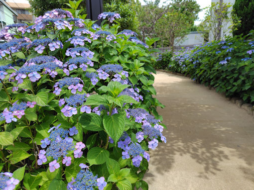 令和8年初夏古川親水公園に咲く紫陽花の花1