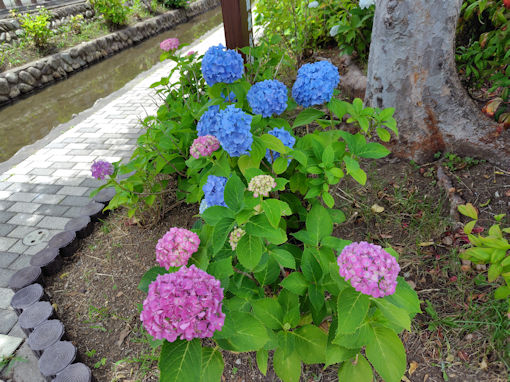令和8年初夏古川親水公園に咲く紫陽花の花5