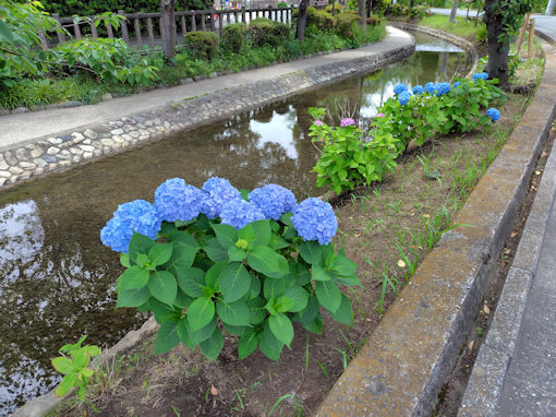 令和8年初夏古川親水公園に咲く紫陽花の花7