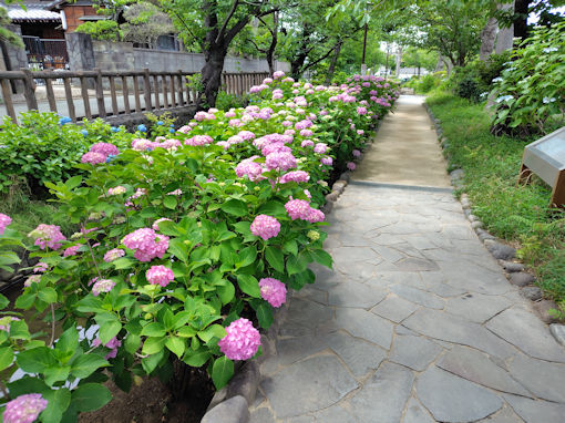 令和8年初夏古川親水公園に咲く紫陽花の花9