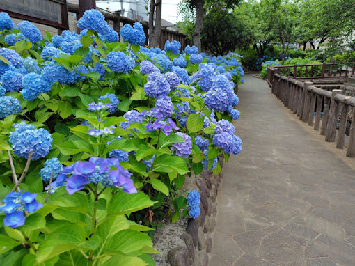 令和8年初夏古川親水公園に咲く紫陽花の花11
