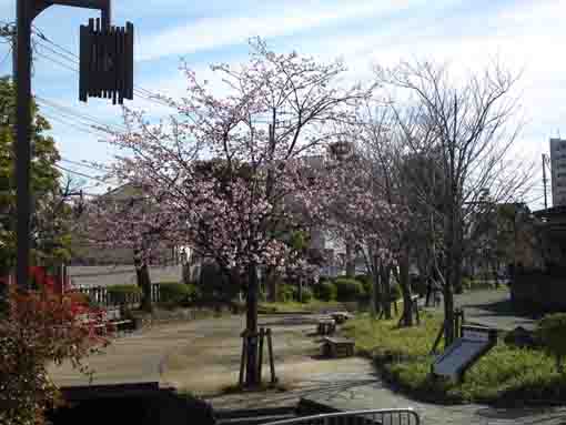 fully blooming Shuzenji Higan Sakura in 2020