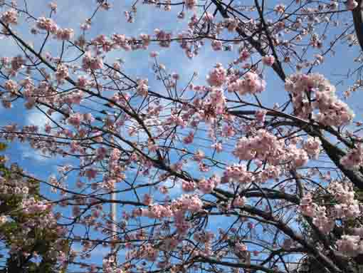 flowers of Shuzenji Higan Sakura in 2020