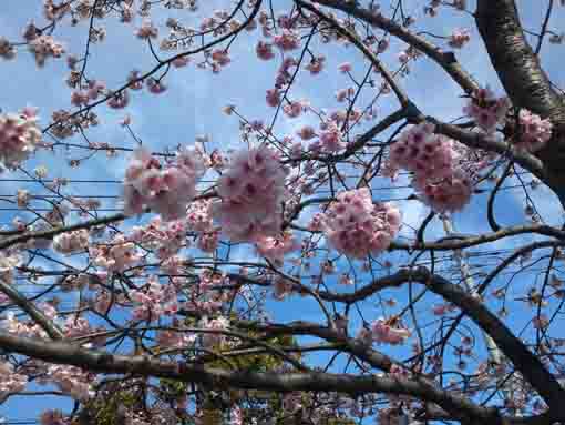 満開の修善寺彼岸桜の花々