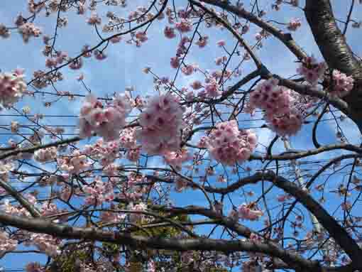 beautiful Shuzenji Higan Sakura in2020