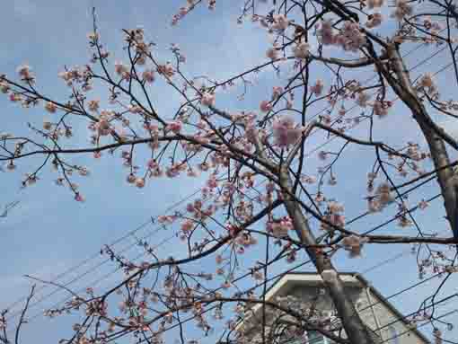 古川親水公園の三分咲きの修善寺彼岸桜