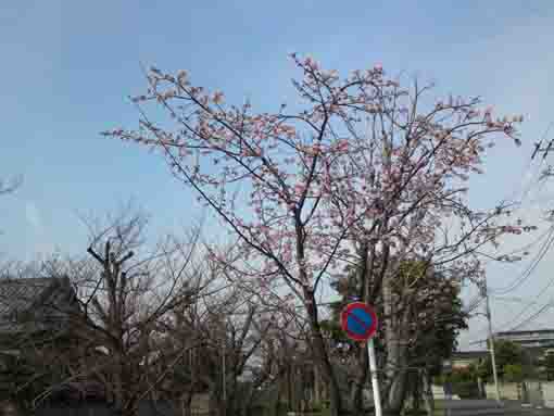 Shuzenji Higan Sakura in Furukawa 2