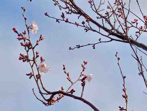 古川親水公園のコヒガンサクラ花々