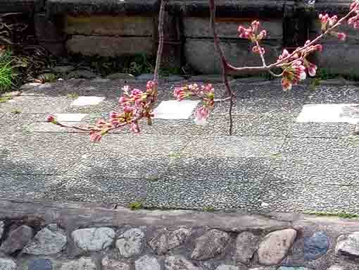 令和４年古川親水公園のソメイヨシノの開花２