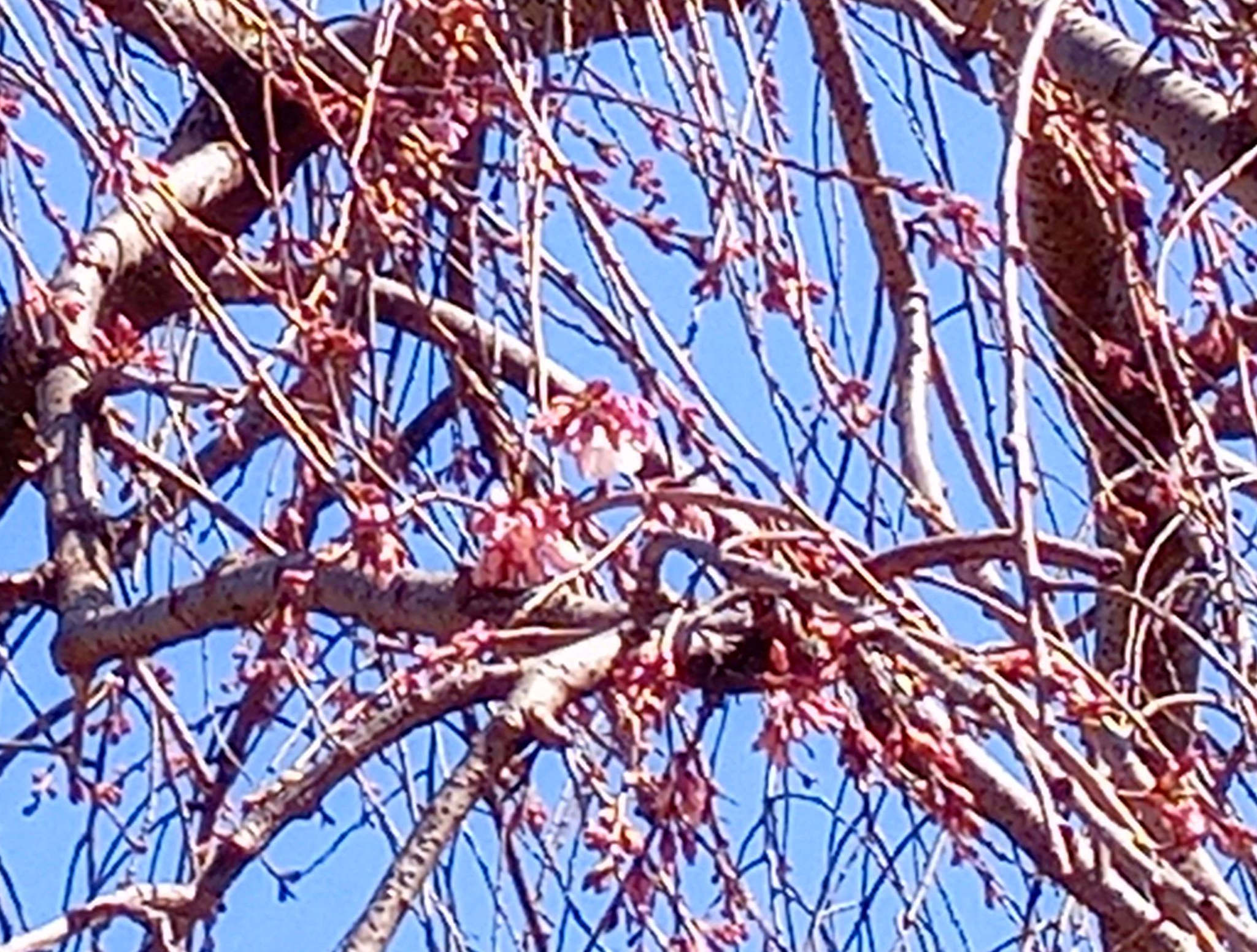 令和６年真間山弘法寺伏姫桜桜の開花１