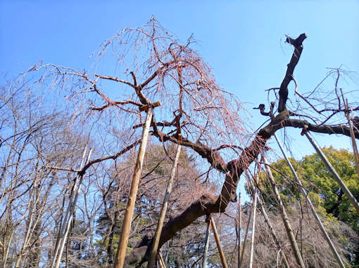 令和６年真間山弘法寺伏姫桜桜の開花２