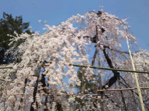 真間山弘法寺の枝垂桜
