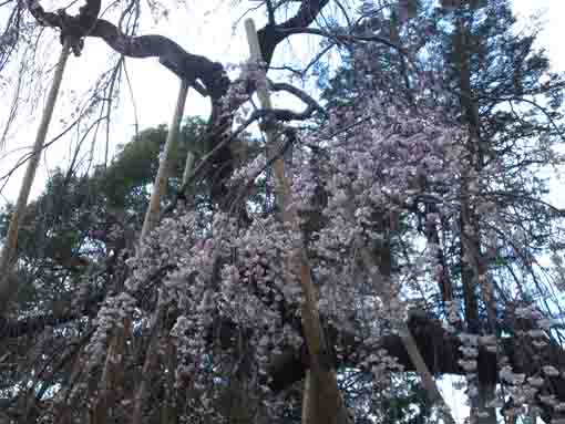 Fushihime Sakura in Mamasan 2