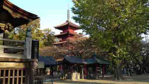 Hokekyo-ji Gojyu-no-to the important cultural property