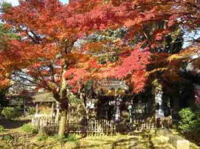 Satomi Ryujindo and autumnal leaves