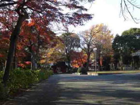 Mamasan in fall