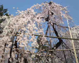 Fushihime Sakura in Guhoji Temple