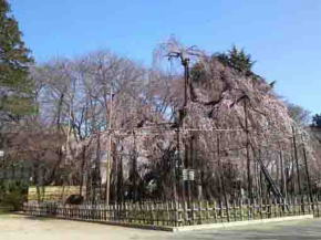 the cherry tree in Mamasan Guhoji
