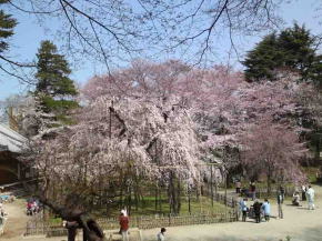 伏姫桜と呼ばれる枝垂れ桜