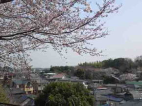 真間山からの須和田公園の桜