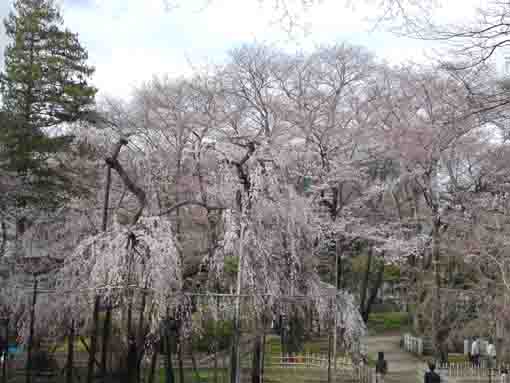 真間山弘法寺の伏姫桜