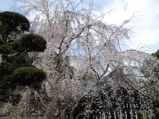 大黒天堂脇のしだれ桜