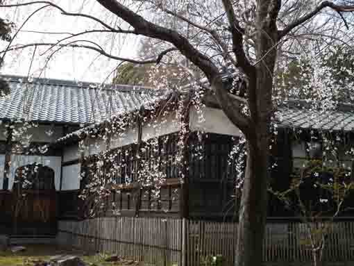 雪のようなしだれ桜