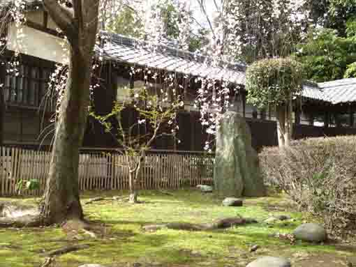 真間山の苔庭としだれ桜