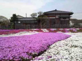 郭沫若記念館の芝桜