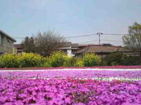 郭沫若記念公園の芝桜の絨毯