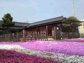 a house on carpet of moss phloxes