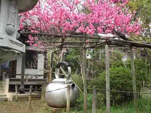 真間山弘法寺伏姫桜