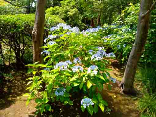 令和３年初夏行船公園に咲く紫陽花の花